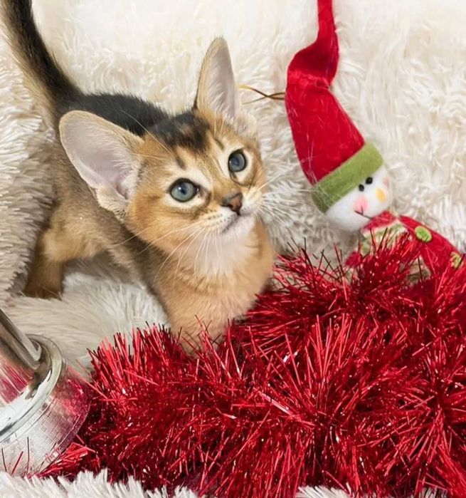 Абіссинське кошеня продаж