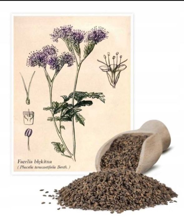 Facelia po 80zł za 10kg czyszczona