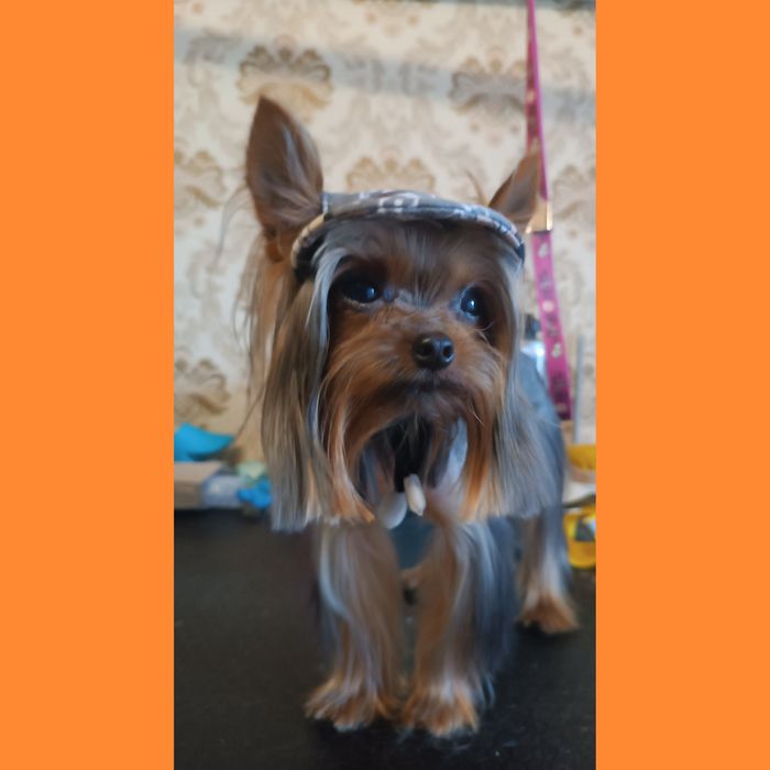 Груминг собак и кошек