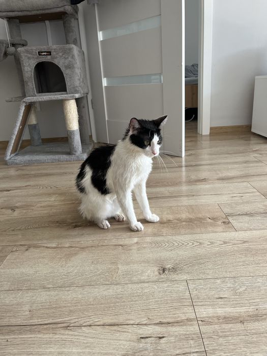 Kitek szuka domku