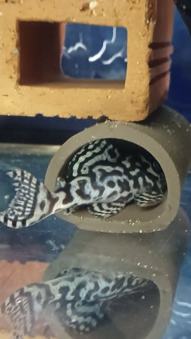 Hypancistrus sp. L236 basic