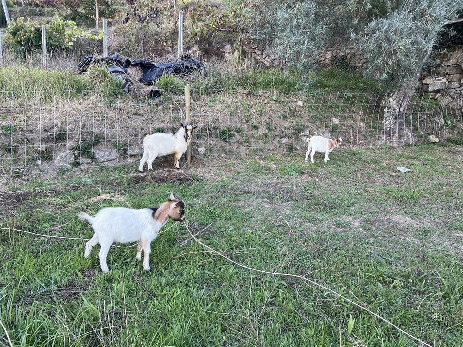 Cabras anãs para venda
