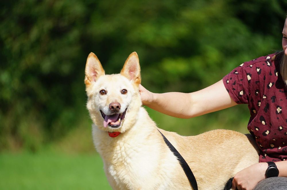 Weter - przepiękny biszkoptowy pies