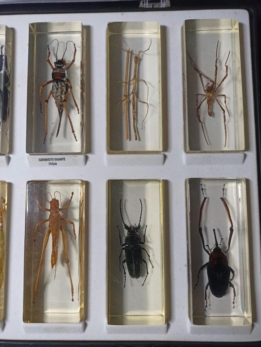 Coleção de insectos