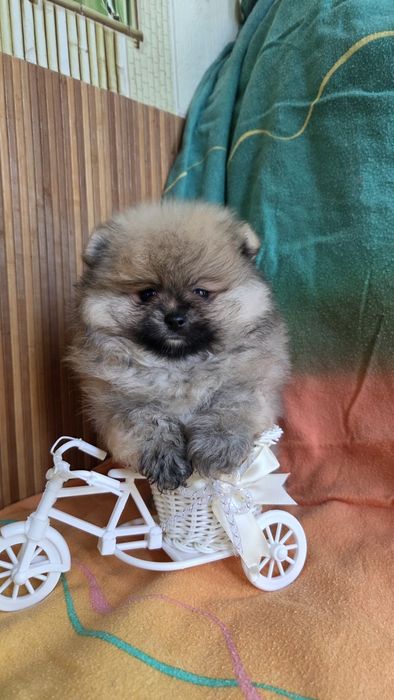 Померанский шпиц мишка