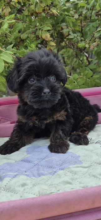 Йоркопу. Дівчинка. Міні.