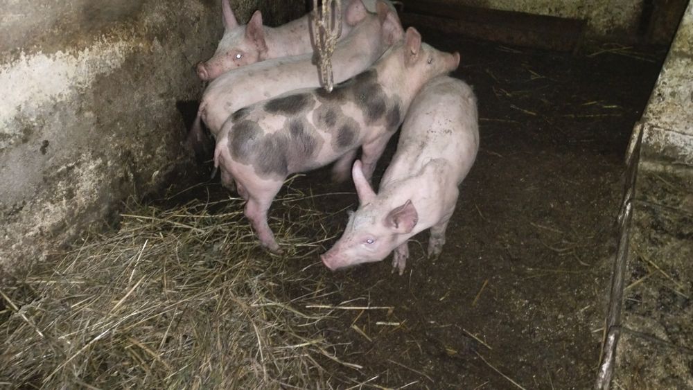 Продаються поросята