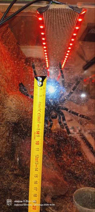 Ptasznik Lasiodora Parahybana Samiec