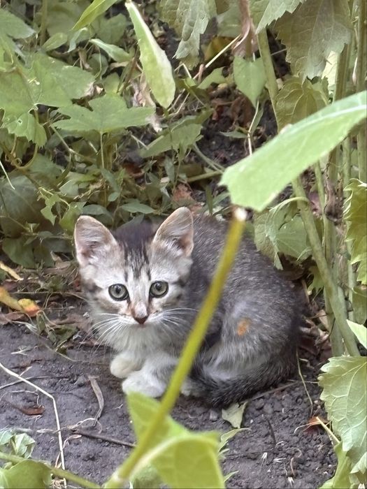 Віддамо кошенят безкоштовно