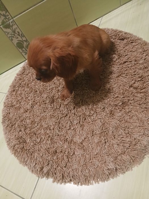 Cavalier king Charles spaniel piesek
