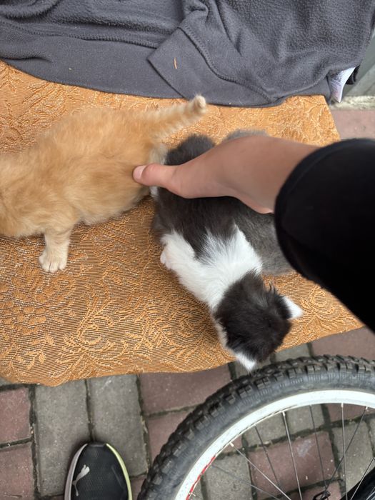 Котики 3 тижні маленькі