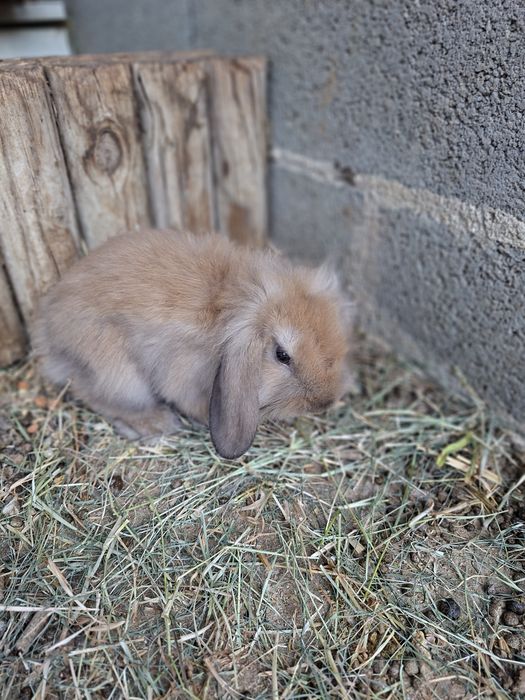 Coelhos Anões Raça Belier Puros