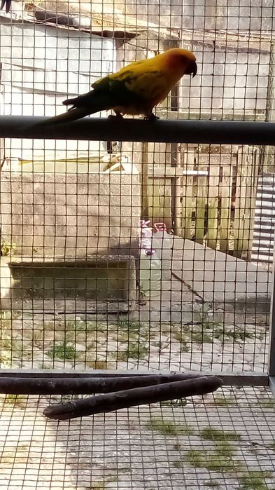 roseicollis aratingas .