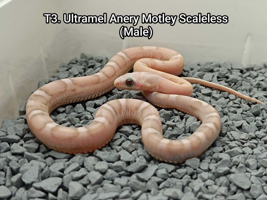 Wąż zbożowy / Ultramel Anery Motley Scaleless/ Unikatowy/ SneakySnakes