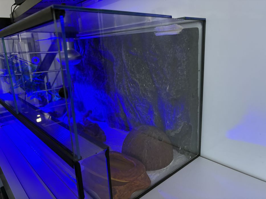 Terarium dla gadów