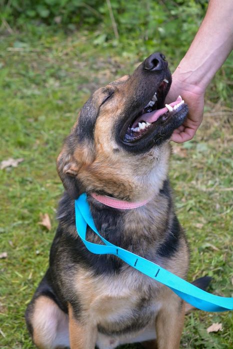 Przytulaśny Snoopy szuka domu