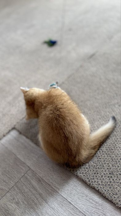 Хлопчик шиншилка котик