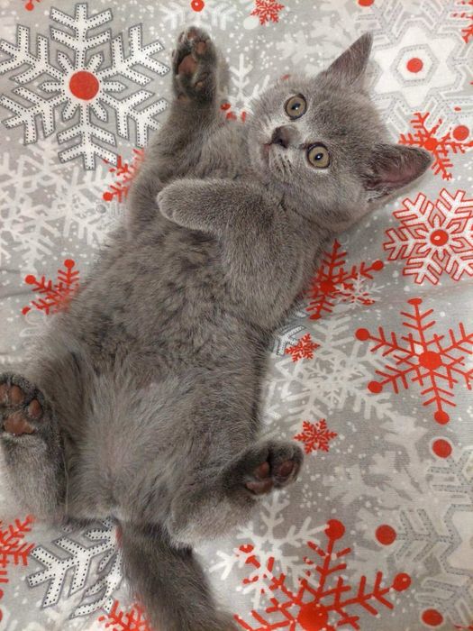 Продаю кицьку британської породи