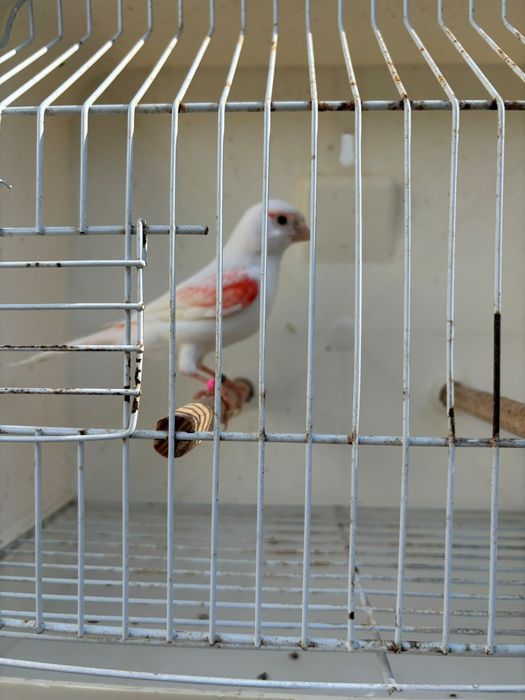 Mosaicos vermelhos linha fémea