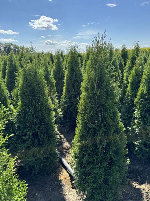 Gęsta Tuja Szmaragd 160-170cm Dostawa Sadzenie Producent