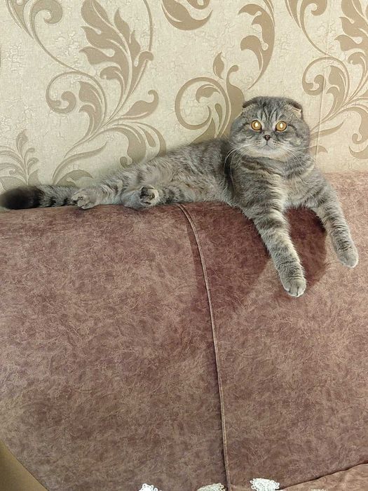 чистокровний шотландський висловухий хлопчик