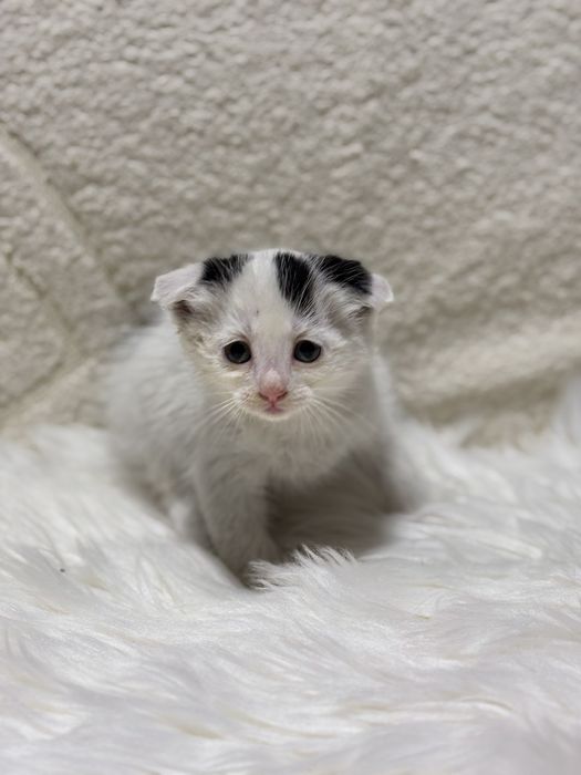 Вислоухие котята