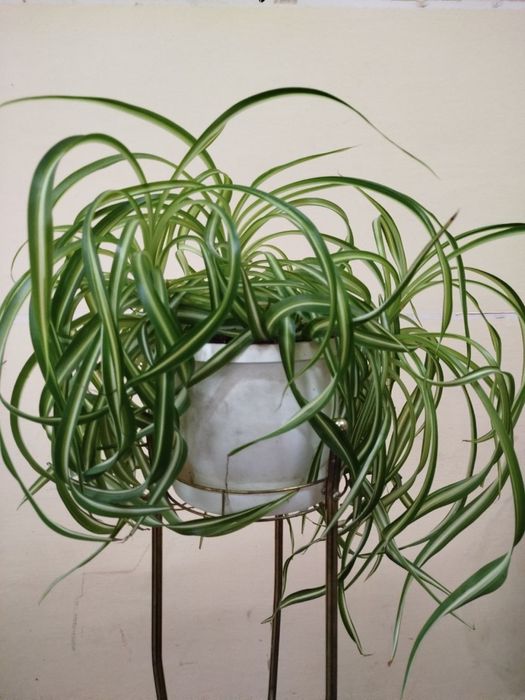 Хлорофитум кудрявый , 2 цветка на фото