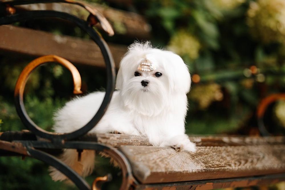 Сказочная Девочка мини для дома и души