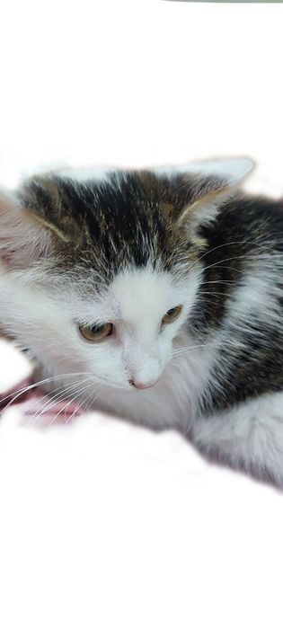 Кошеня шукає свою людину