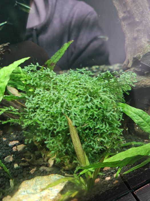 Mini pellia (Riccardia chamedryfolia)