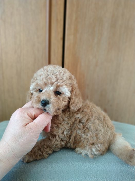 ГоМальчик мальтипушка