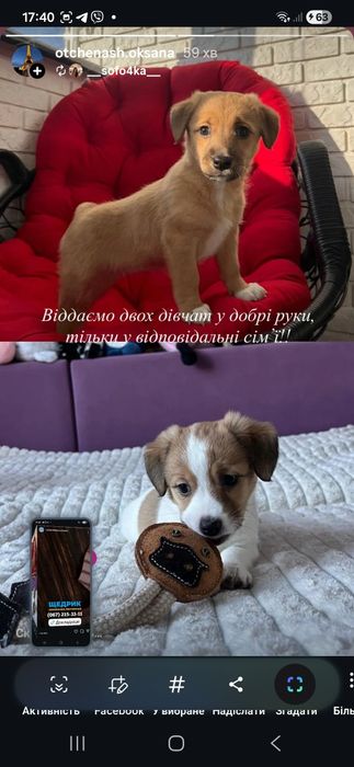 Смесь джек расела