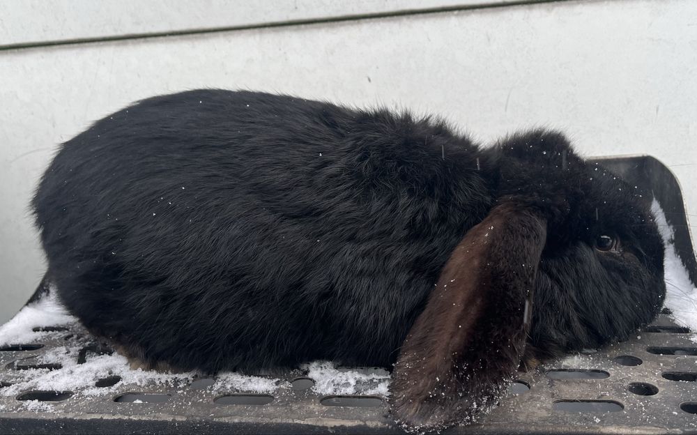 Samiec baran francuski WYMIANA krolik króliki barany