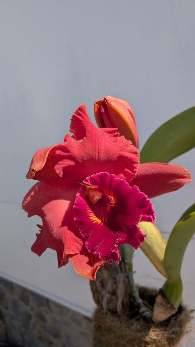 Orquídea Cattleya delight enraizada em tronco