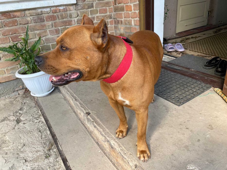 В'язка Американського стафтер'єра