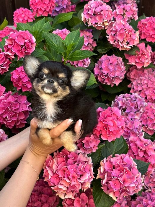Cudowny chlopiec Chihuahua  dlugowlosy