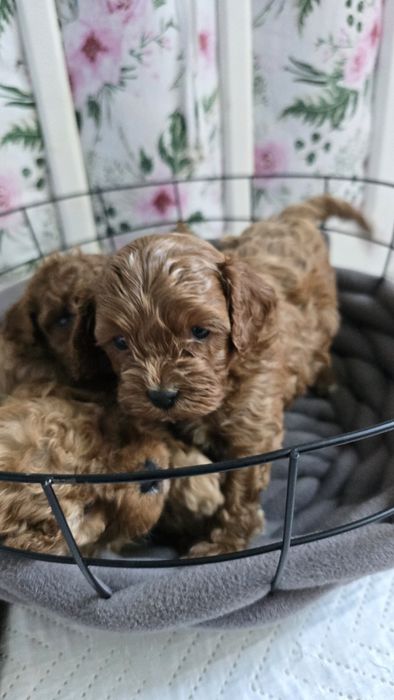Cavapoo/ chłopczyk
