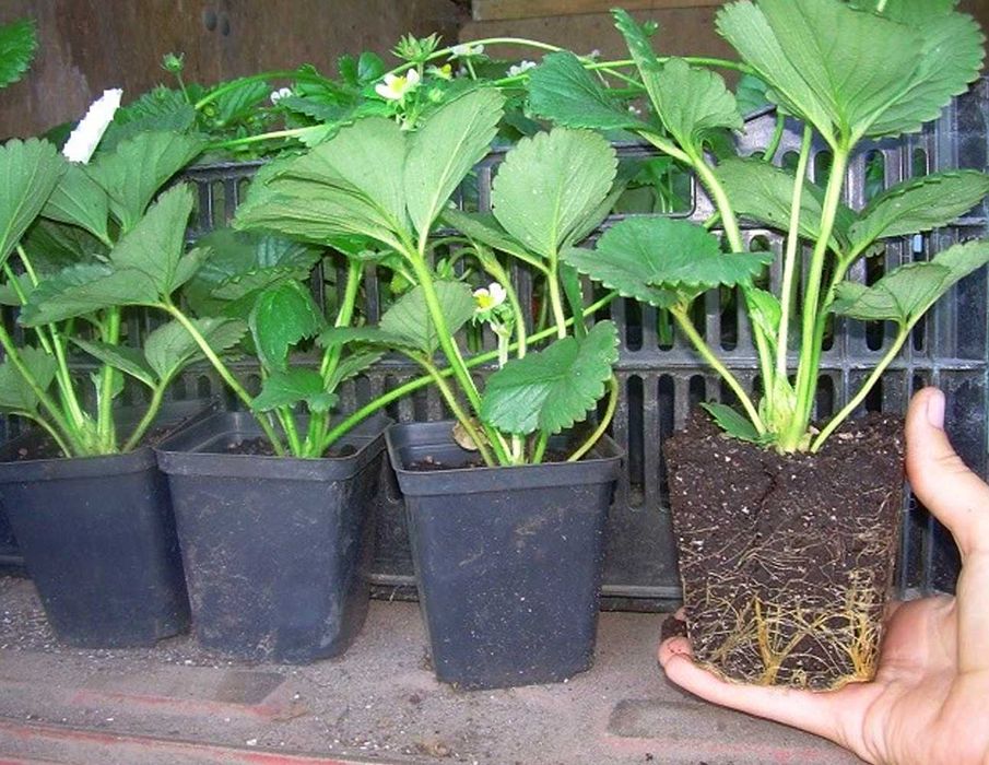 Копана розсада полуниці копанка касетна КСД купити саджанці в Україні