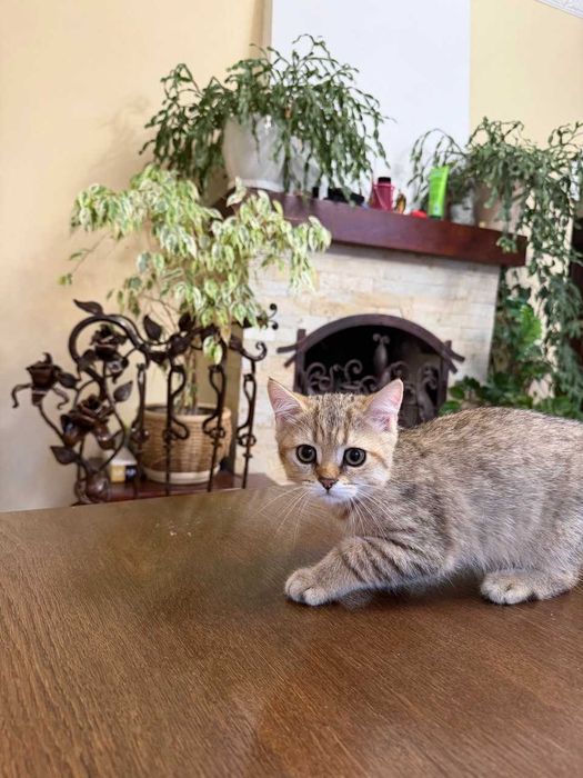 Британське зеленооке тигреня а ніжне як котик