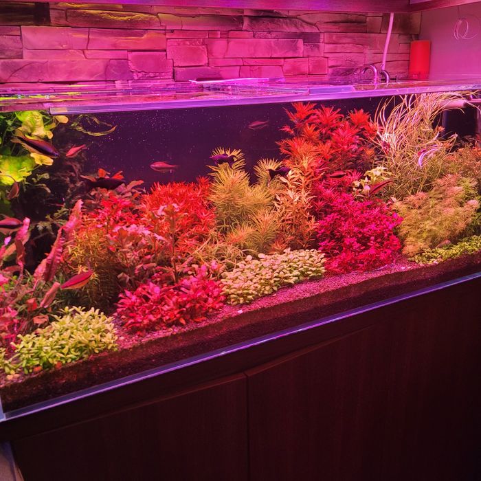 Ludwigia mini super red