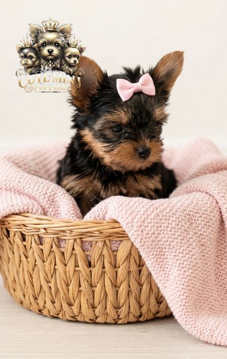 Gotowa do odbioru! Piękna dama Yorkshire terrier black and tan