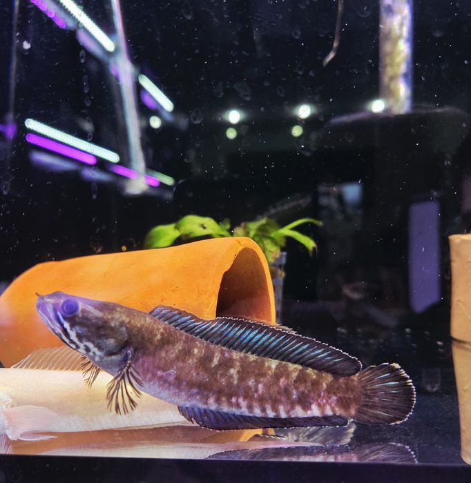 Channa andaro/ wężogłów