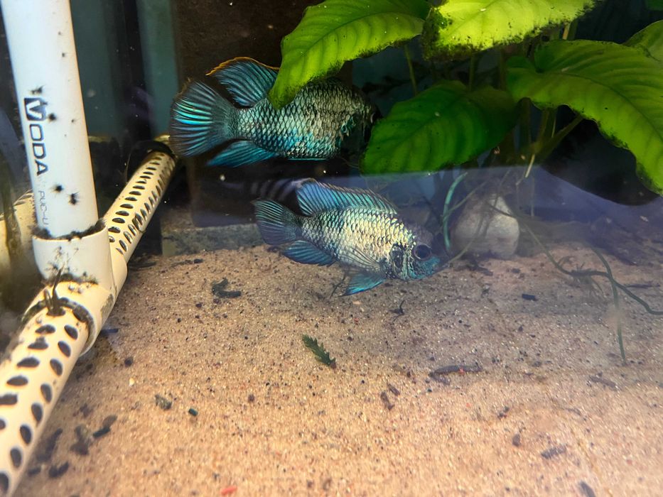 Akara electric blue młode