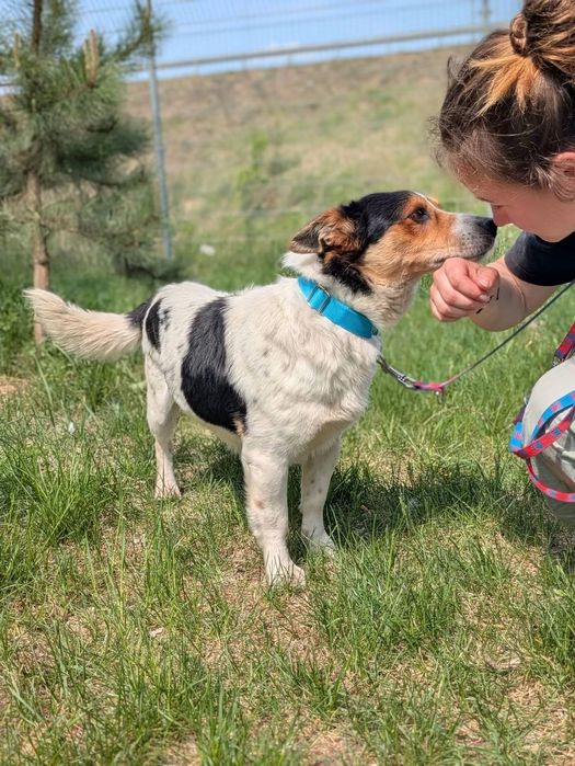 Spokojny i czuły Pułkownik szuka domu! ADOPTUJ
