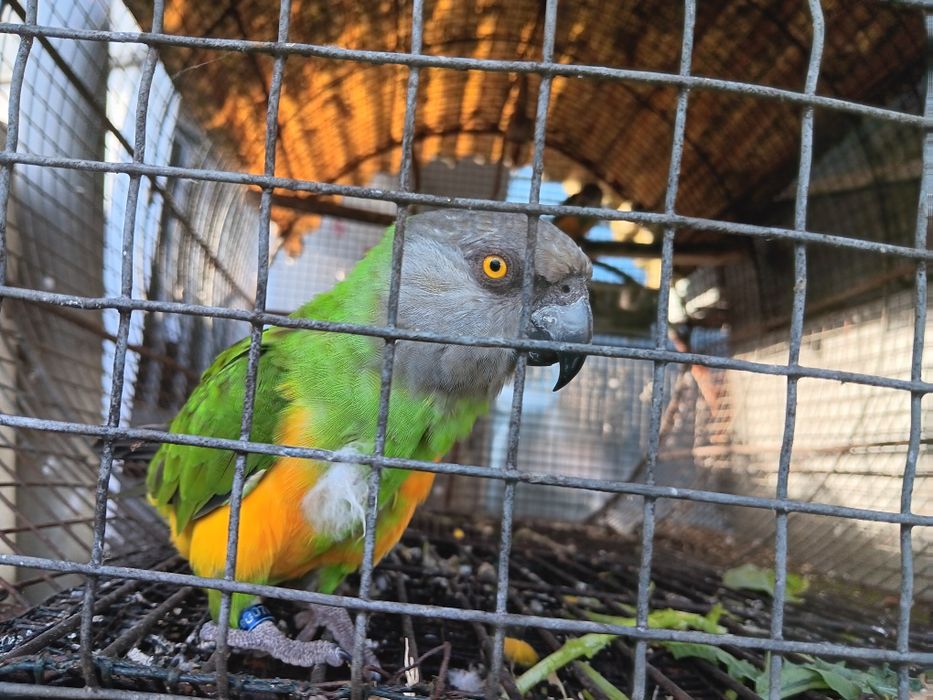 Papagaios  do Senegal