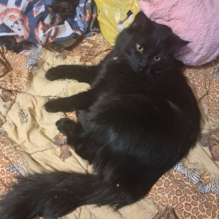 Шикарного черного кота отдам в хорошие руки!!!