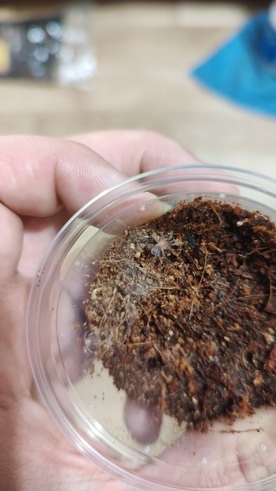 Ptasznik Cyriocosmus perezmilesi L5