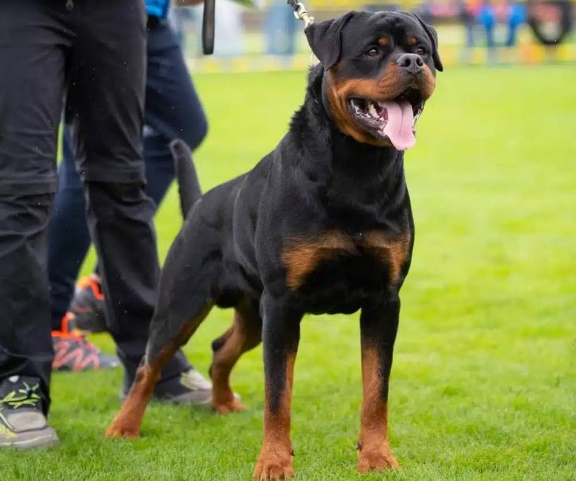 Rottweiler ZKwP/FCI