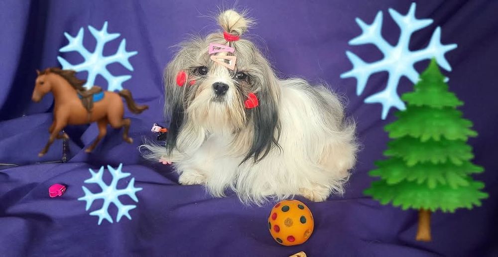 Класні , підрощені ши-тцу є дівчинка і хлопчик- ціна на кожного різна