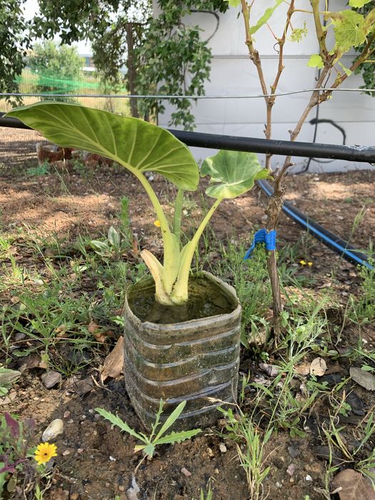 Alocasia orelha de elefante
